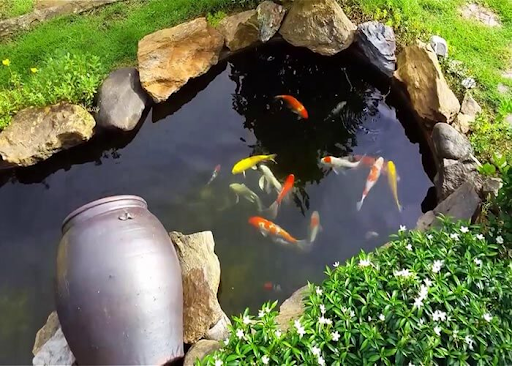 Hồ cá Koi bao quanh bởi tiểu cảnh đá và cây cỏ