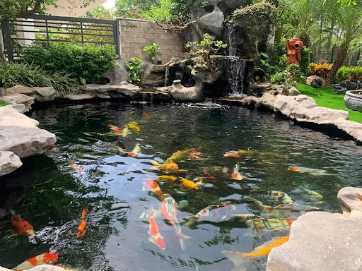 Thiết kế thi công hồ cá Koi là quá trình xây dựng một môi trường sống