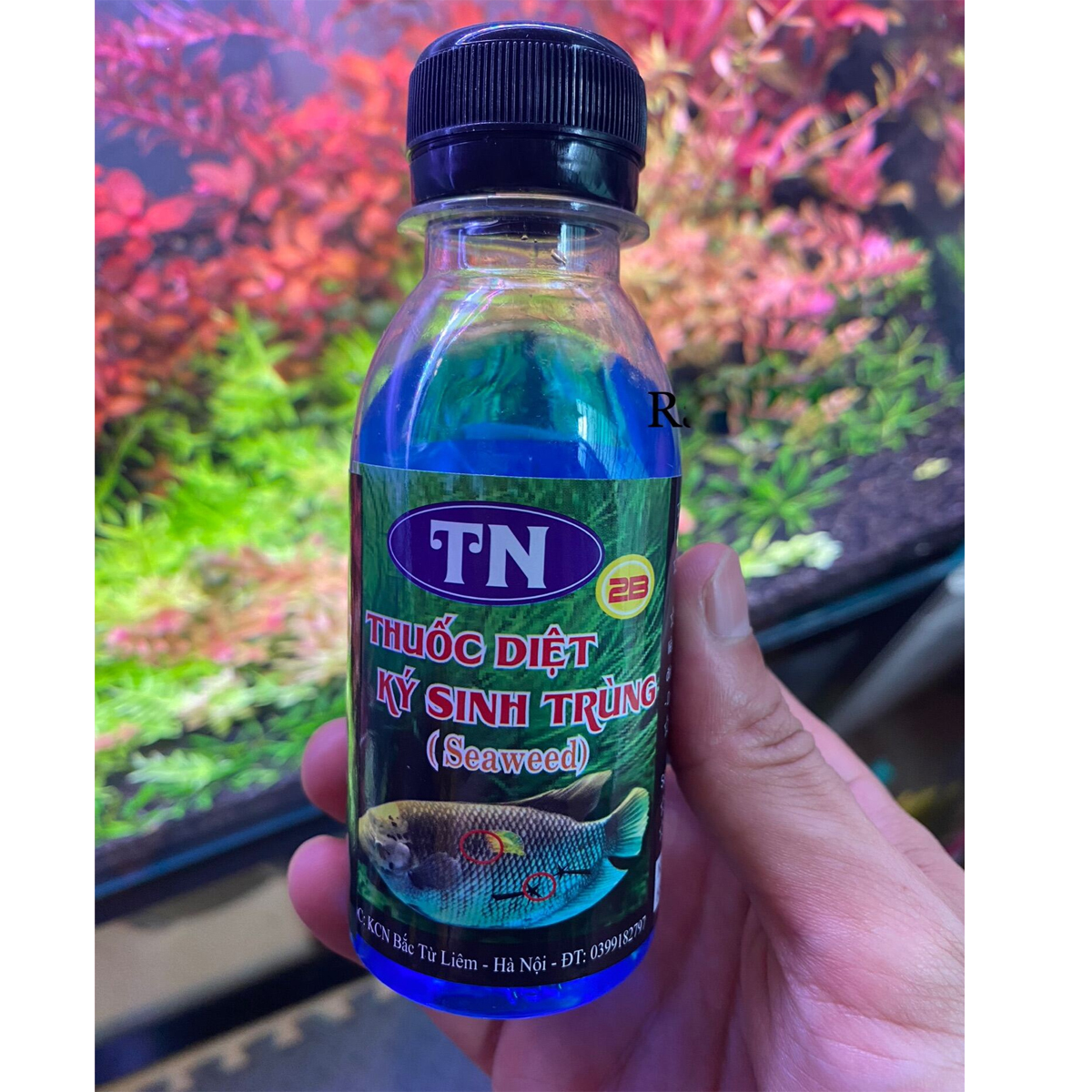 Thuốc diệt khuẩn, diệt tảo Seaweed 100ml cho hồ cá cảnh, thủy sinh