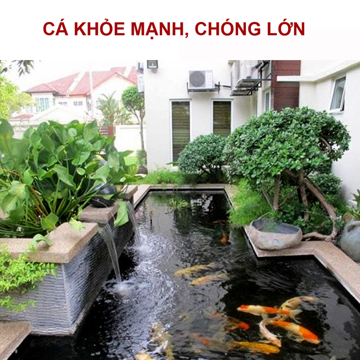 Vitamin C cho cá cảnh 100Gr Tăng đề kháng, khỏe mạnh, mau lớn - Ảnh 5